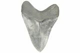 Serrated, Fossil Megalodon Tooth - South Carolina #190241-1